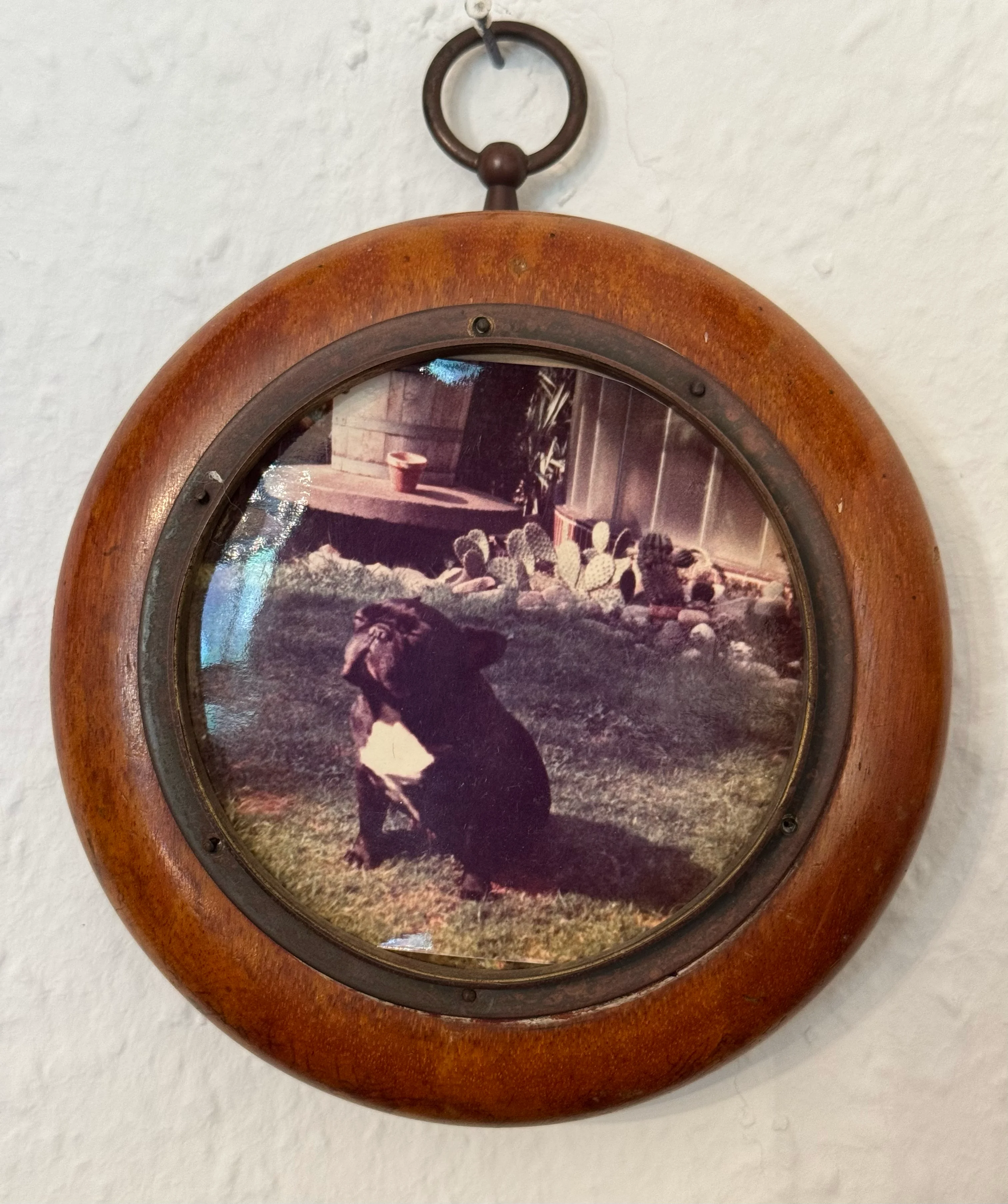 Historisches Bulldoggen-Porträt