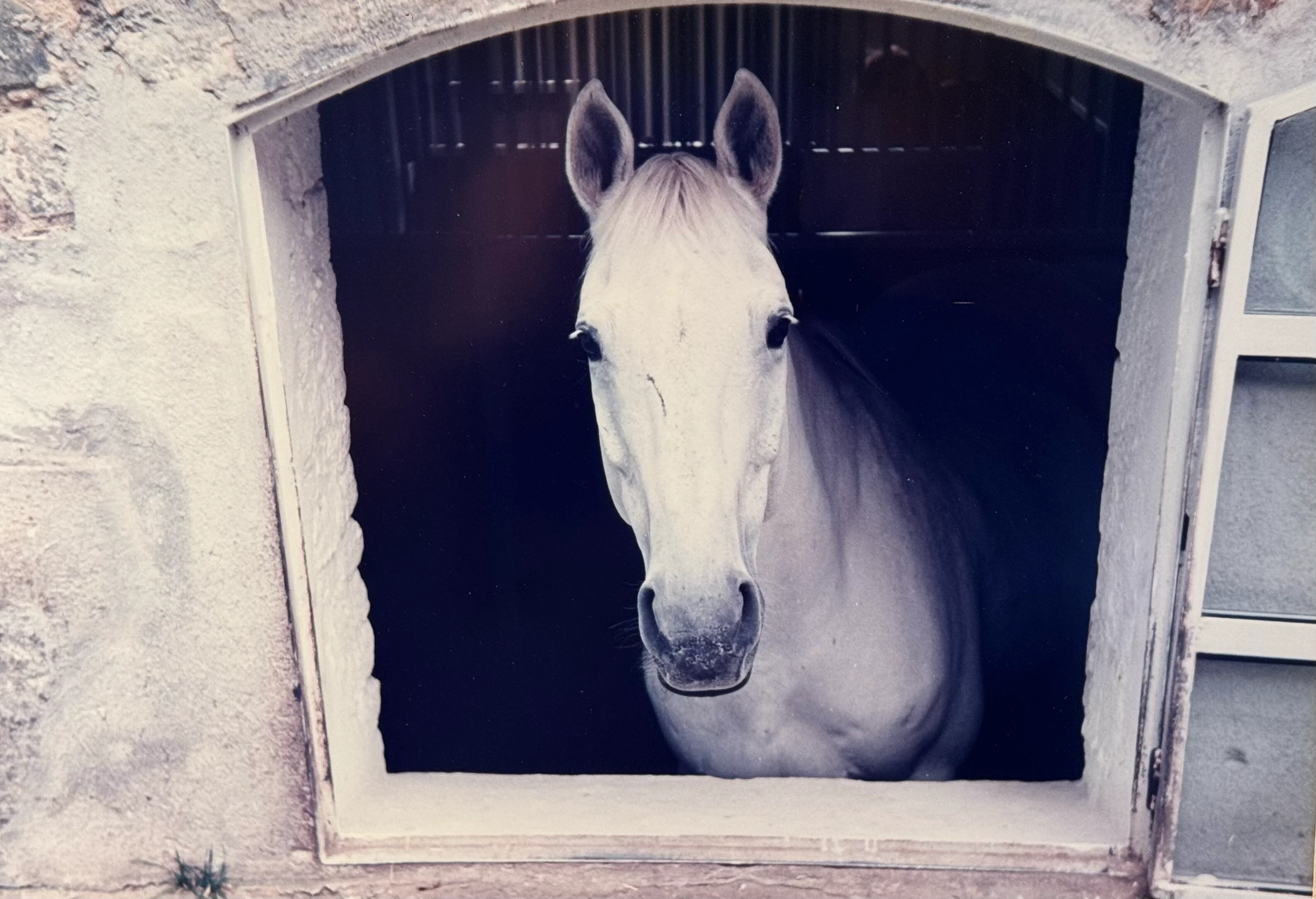 Pferd Karolinger blickt aus Stallfenster