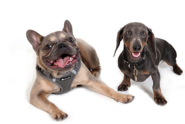 Hund in der Natur – Tierkrankenversicherung